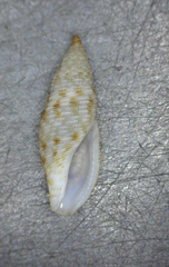 Daphnella interrupta