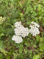 Achillea millefolium image