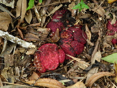 Scybalium fungiforme