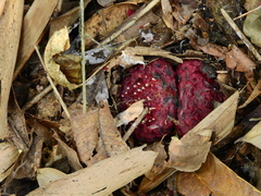 Scybalium fungiforme