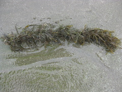 Carpophyllum plumosum