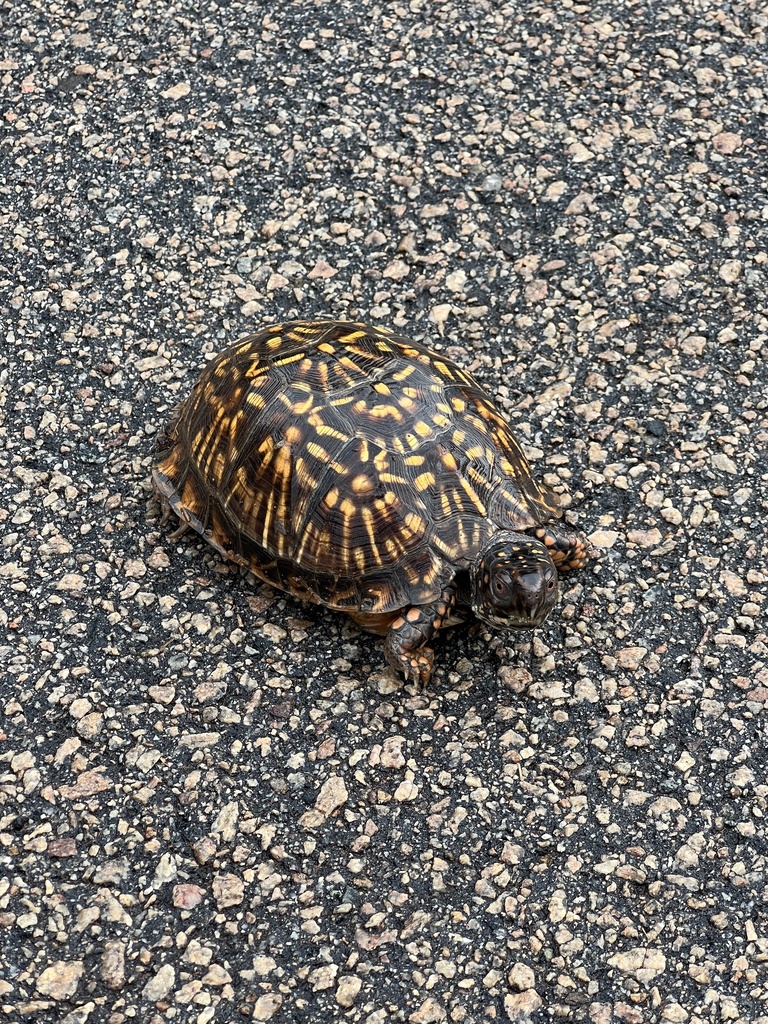 Eastern Box Turtle In September 2023 By Borsthayley INaturalist   Large 