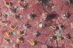 Ophiothela
