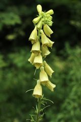 Digitalis grandiflora