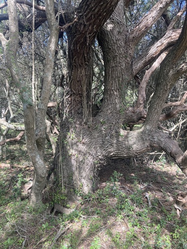 Schinus longifolia, photograph 6