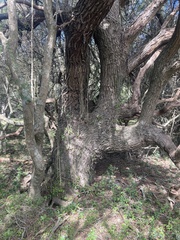 Schinus longifolia, photograph Facundo Chieffo, CC BY, iNaturalist via GBIF