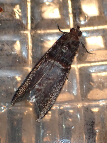 Acrobasis advenella