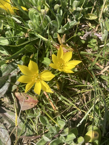 Nothoscordum dialystemon