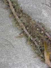 Carpophyllum plumosum