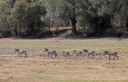 Crawshay's Zebra