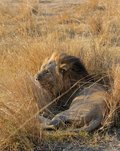 Southern Lion
