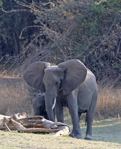 African Savanna Elephant