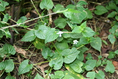 Viola abyssinica