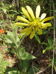 Silphium gracile