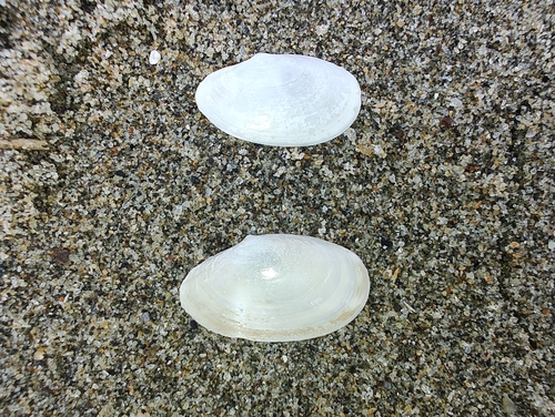 Macoploma yoldiformis, 2023-09-12