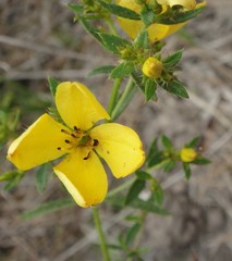 Rhexia lutea