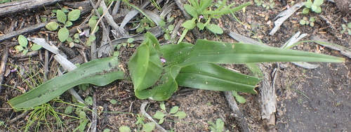 Colchicum eucomoides