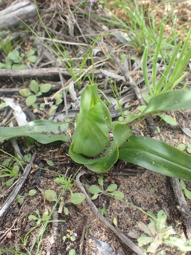 Colchicum eucomoides