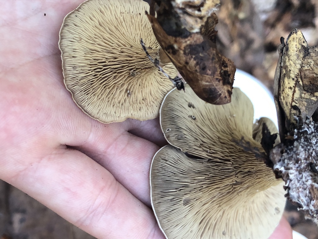 Lulesia alachuana