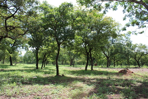 Shea Tree