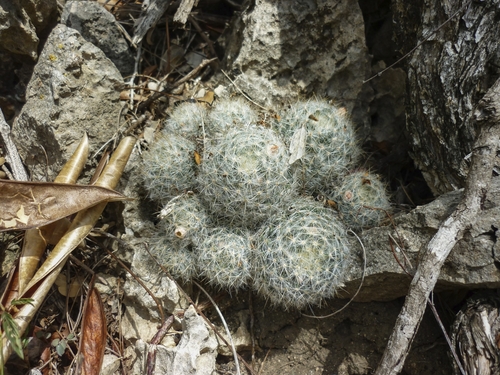 Mammillaria prolifera
