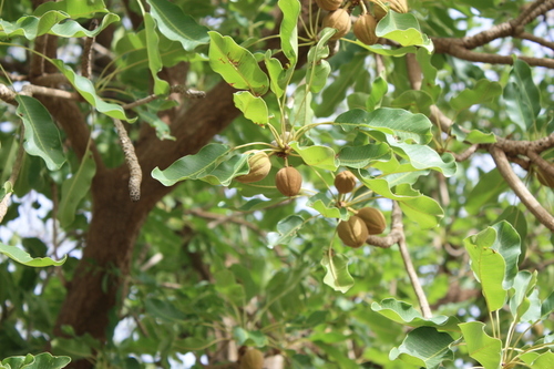 Shea Tree