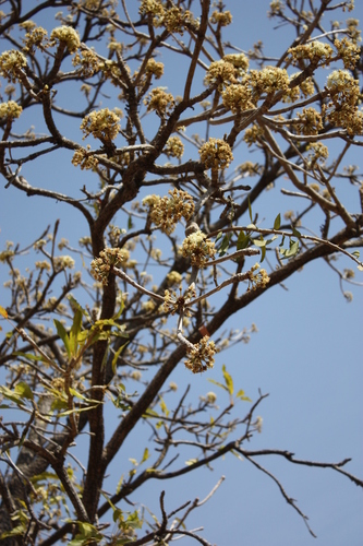 Shea Tree