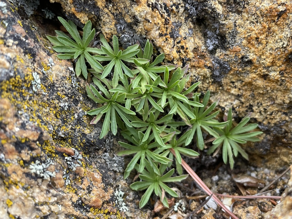 Stephanomeria monocephala