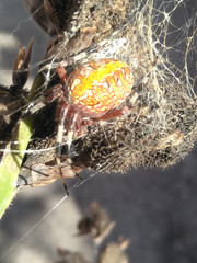 Neoscona oaxacensis