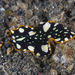 Brilliant Flatworm - Photo (c) Mark Rosenstein, some rights reserved (CC BY-NC), uploaded by Mark Rosenstein