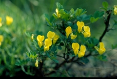 Hippocrepis emerus emerus