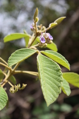 Vitex chrysocarpa