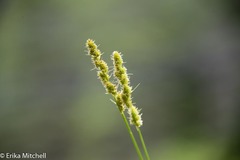 Carex stipata