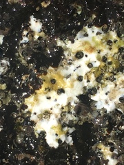 Dendropoma gregarium