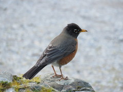 Turdus migratorius