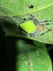 Eriophora nephiloides
