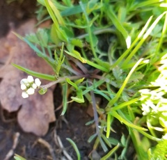 Scandix pecten-veneris