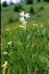 Paradisea liliastrum