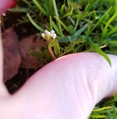 Scandix pecten-veneris