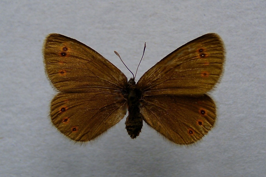 Bright-eyed Ringlet