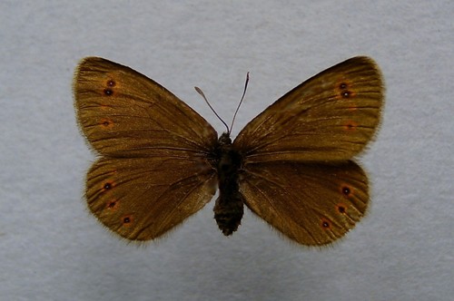 Bright-eyed Ringlet