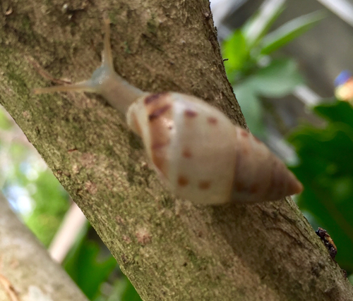 Manatee Treesnail