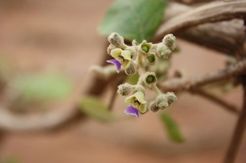 Vitex madiensis