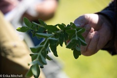Lonicera villosa
