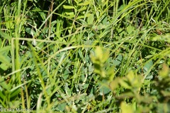 Lonicera villosa