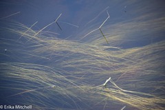 Schoenoplectus subterminalis