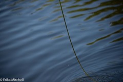 Schoenoplectus subterminalis