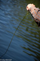 Schoenoplectus subterminalis