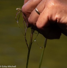 Schoenoplectus subterminalis