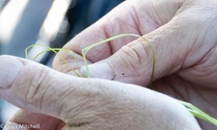 Schoenoplectus subterminalis